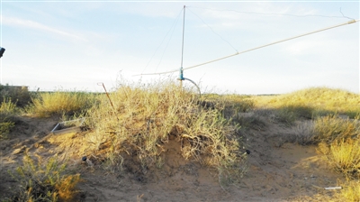 荒漠植物白刺 降雨增加后會(huì)“加班”工作