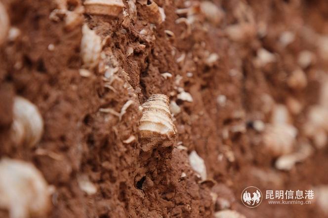 10 鑲嵌著白色的螺螄殼 10 鑲嵌著白色的螺螄殼