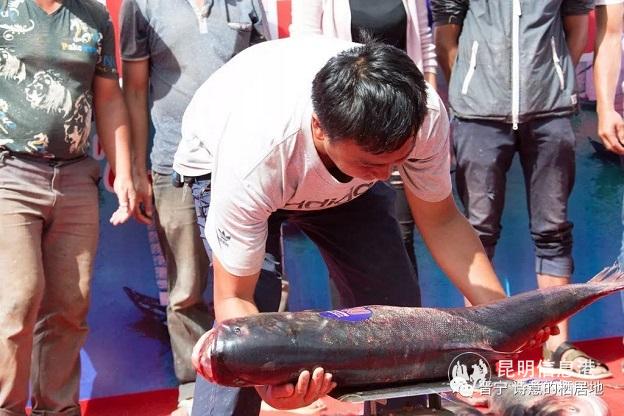 8 魚王競拍 8 魚王競拍