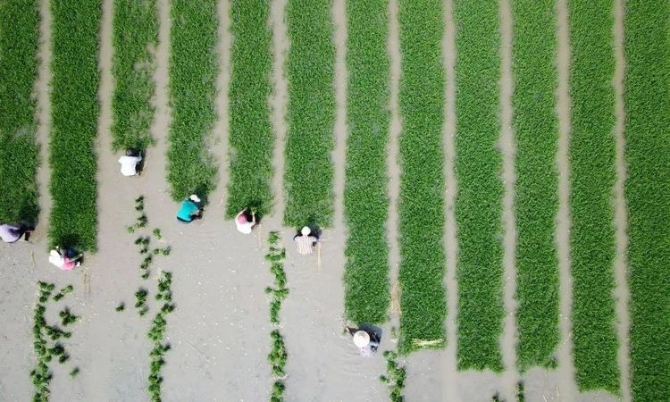 4位農(nóng)民評上了正高職稱，憑啥→