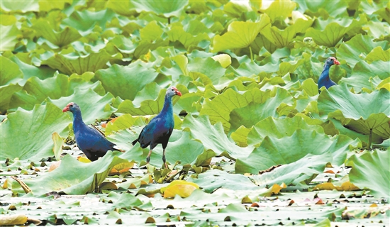 2020072108_res07_attpic_brief