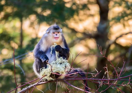 by 圖蟲(chóng) 幽州攝伯