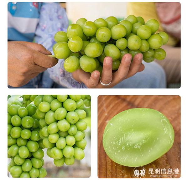 產(chǎn)地倉已經(jīng)為18種云南水果實(shí)現(xiàn)品質(zhì)分級(jí)。這是產(chǎn)自賓川的陽光玫瑰。