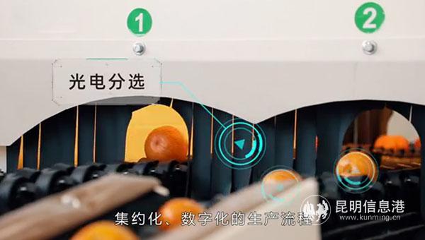 云南產(chǎn)地倉數(shù)字化分選系統(tǒng)可以為每一顆水果做CT。