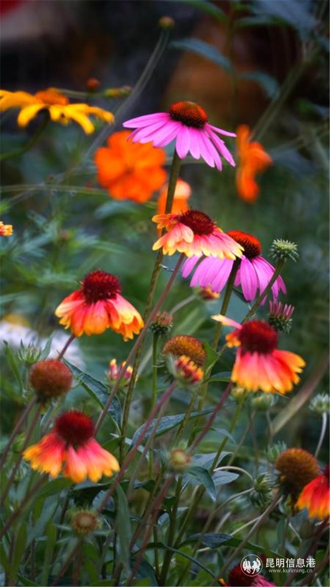 微信圖片_20200728191036 微信圖片_20200728191036