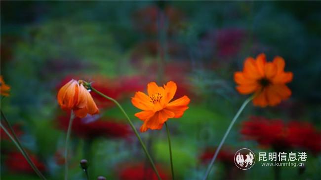 微信圖片_20200728191043 微信圖片_20200728191043