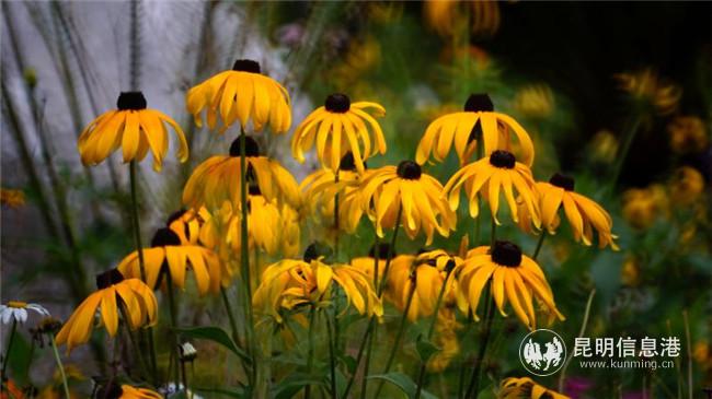 微信圖片_20200728191048 微信圖片_20200728191048