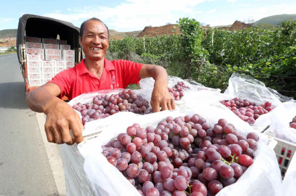 大理賓川的果農進行果品分揀和裝運。楊崢 攝