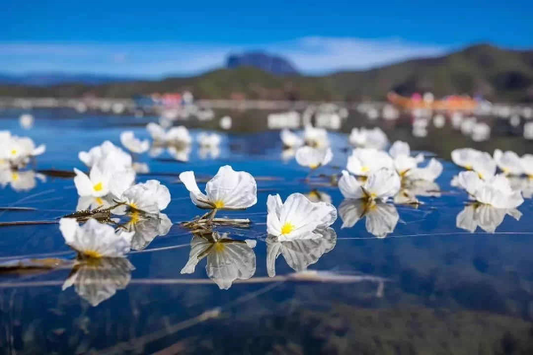 洱海中，海菜花隨波飄蕩。陳暢 攝
