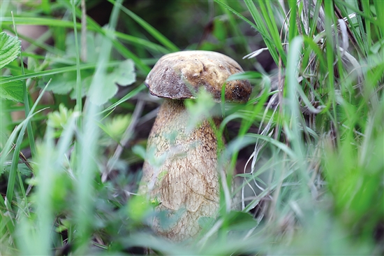 20200803A08_res03_attpic_brief 20200803A08_res03_attpic_brief