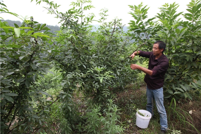 劉瑞發(fā)在地里采摘花椒。(重慶市委網(wǎng)信辦供圖 馬媛 攝）