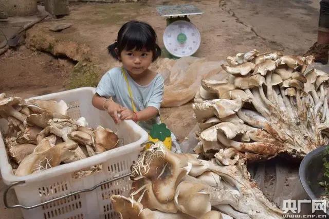 野生菌2 野生菌2