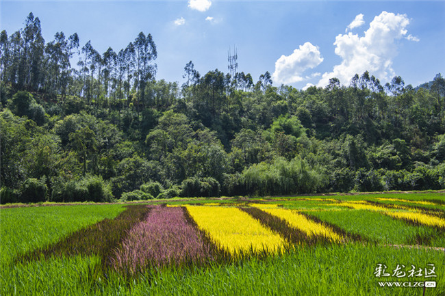5稻田里種植的紫、黃、白、紅等色彩的水稻，形成五顏六色的景觀，美不勝收。