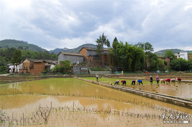 9河灣村村民種植彩稻。
