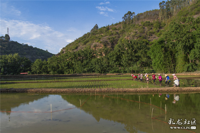 11辛勤勞作，終于有了今天的美景如畫。
