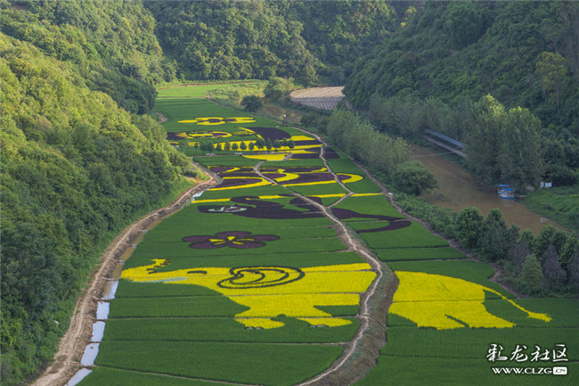 25稻田彩畫美，游客紛紛來。