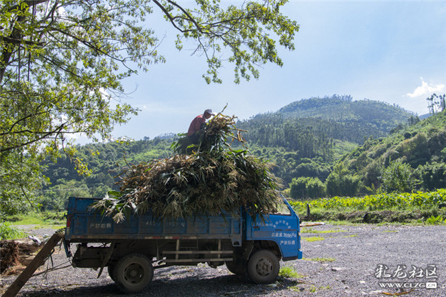 29河灣村的甜玉米豐收了，村民們正抓緊時(shí)間采收。