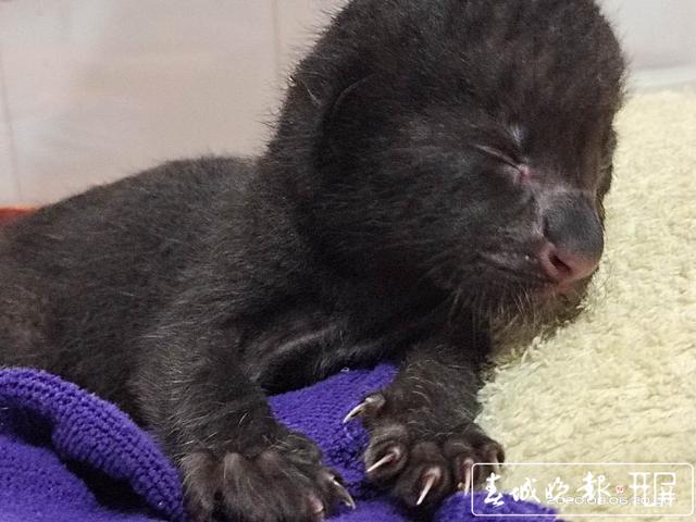 昆明動(dòng)物園緊急為兩只小黑豹尋找“奶媽”