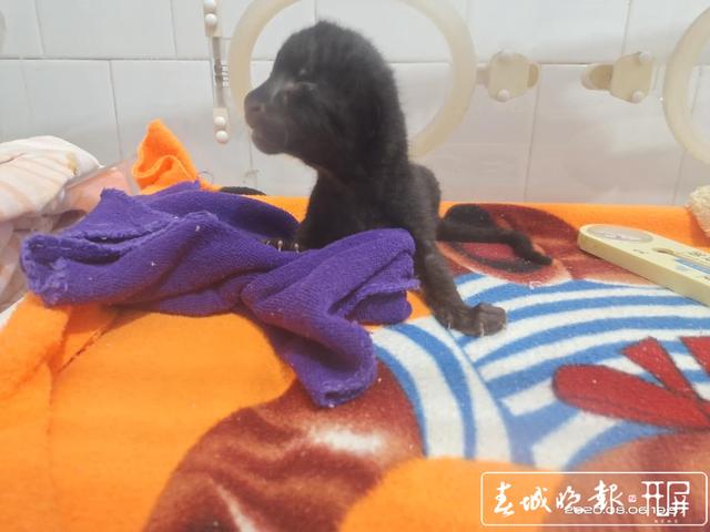 昆明動(dòng)物園緊急為兩只小黑豹尋找“奶媽”