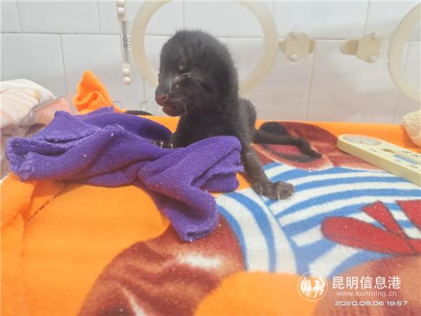 微信圖片_20200806231308 微信圖片_20200806231308