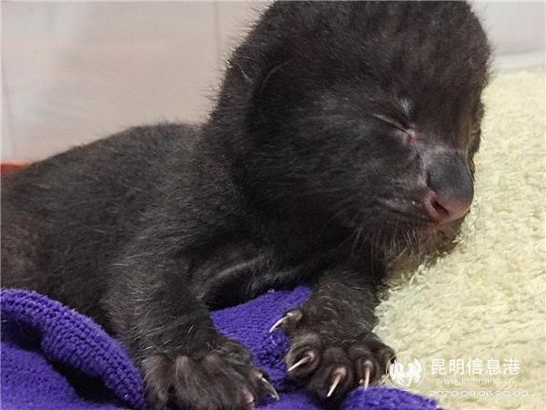 微信圖片_20200806231327 微信圖片_20200806231327