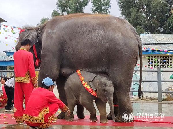 小象“艾妮”與象媽媽