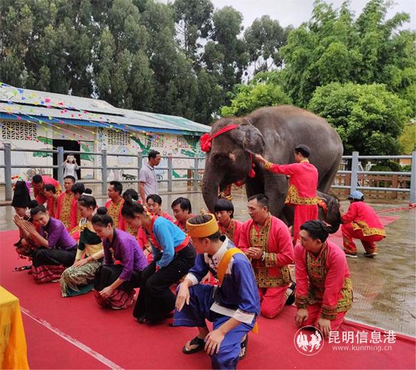 慶典現(xiàn)場為小象“艾妮”舉行了祈愿祝福儀式，祝福她能健康成長 拷貝