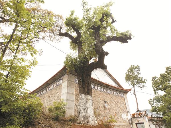 樂(lè)居古樹一景