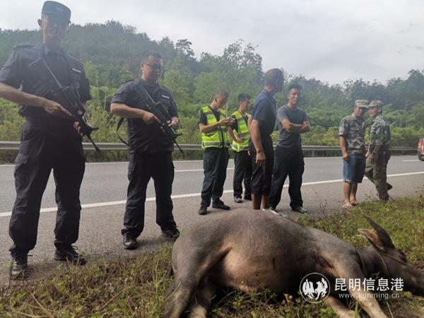 受驚亂竄水牛被果斷擊斃_副本 受驚亂竄水牛被果斷擊斃_副本