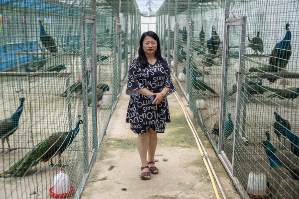 2020年8月，內(nèi)蒙古興安盟義勒力特嘎查，義勒力特孔雀園負責人周海燕。