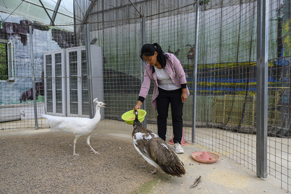 2020年8月，內(nèi)蒙古興安盟義勒力特嘎查，工作人員在喂養(yǎng)孔雀。