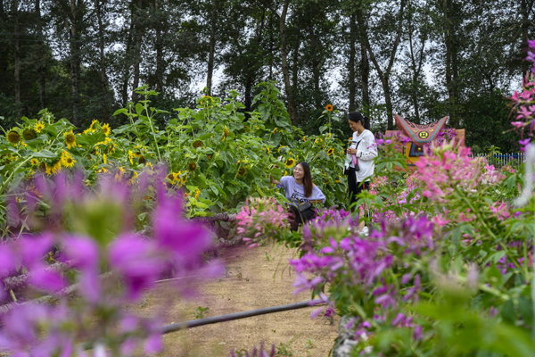2020年8月，內(nèi)蒙古興安盟義勒力特嘎查，在開心果園內(nèi)游玩的游客。