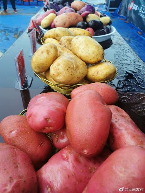 昭通正式成為“世界馬鈴薯高原種薯之都”