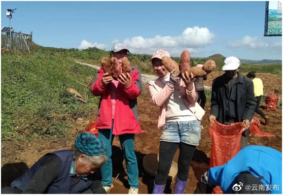 昭通正式成為“世界馬鈴薯高原種薯之都”