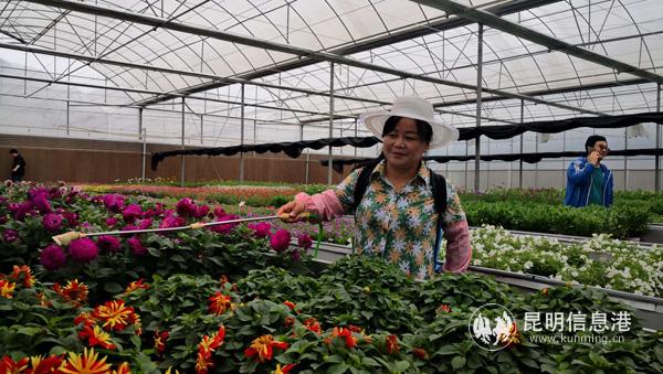 花卉種植成為了村民的致富經(jīng) 花卉種植成為了村民的致富經(jīng)