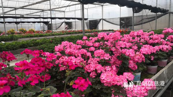 寶峰街道目前花卉種植面積1.21萬(wàn)畝 寶峰街道目前花卉種植面積1.21萬(wàn)畝