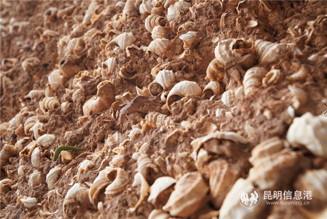 晉寧 河泊村 (6)