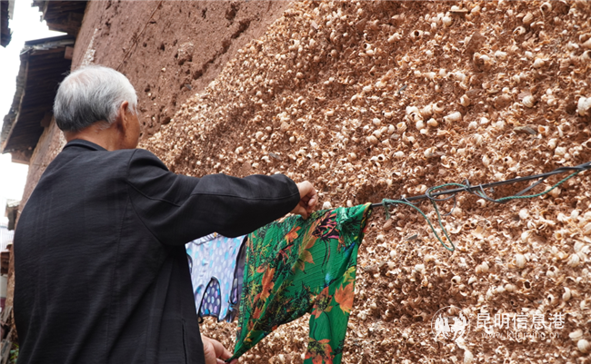 晉寧 河泊村 (8)