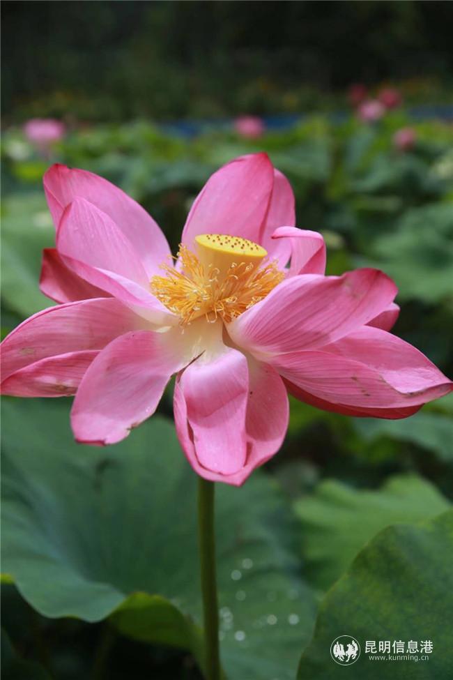 微信圖片_20200828162440 微信圖片_20200828162440