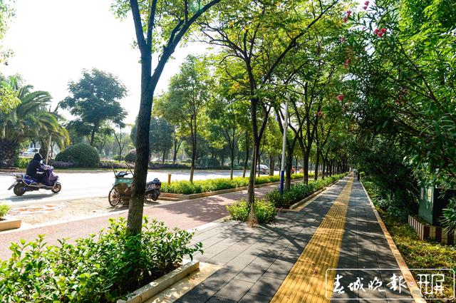 度假區(qū)11條道路整治提升基本完工 龍宇丹 圖 滇池路新增251套“孔雀”華燈 紅塔西路四季鮮花不斷