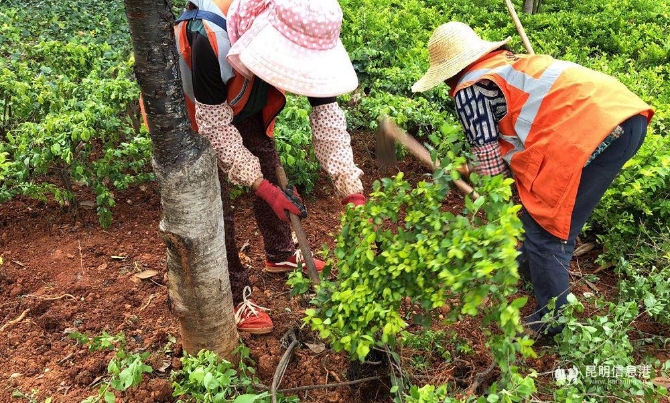 綠化城市美化生活2 綠化城市美化生活2