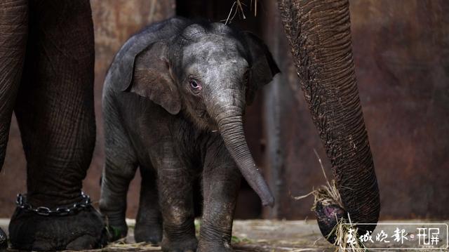 亞洲象“小公主”快滿百日啦！昆明動物園公開為“小公主”征名