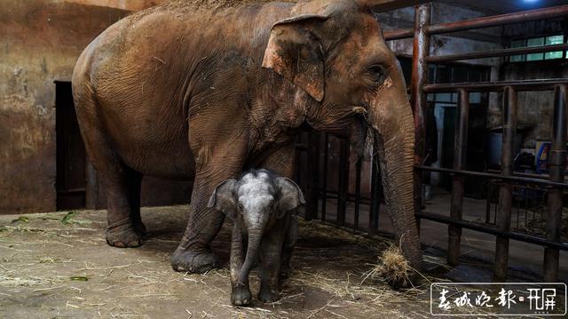 亞洲象“小公主”快滿百日啦！昆明動物園公開為“小公主”征名