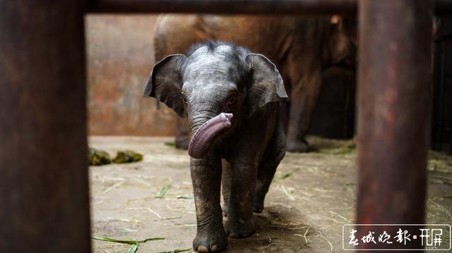 亞洲象“小公主”快滿百日啦！昆明動物園公開為“小公主”征名