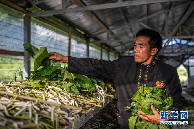 （走向我們的小康生活·圖文互動）（1）遍身羅綺者，亦是養(yǎng)蠶人——云南偏遠邊疆村寨奔小康 