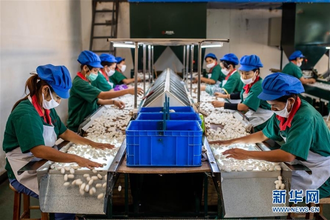 （走向我們的小康生活·圖文互動）（3）遍身羅綺者，亦是養(yǎng)蠶人——云南偏遠邊疆村寨奔小康 