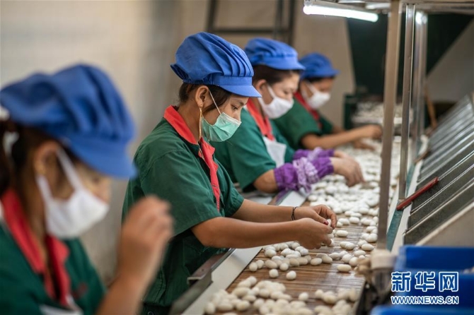 （走向我們的小康生活·圖文互動）（4）遍身羅綺者，亦是養(yǎng)蠶人——云南偏遠邊疆村寨奔小康 