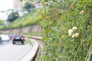 二環(huán)北路種植的月季花墻目前已有零星開放。 記者李海曦攝
