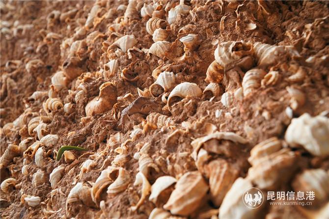 4 河泊所遺址于去年被評為第八批全國重點(diǎn)文物保護(hù)單位