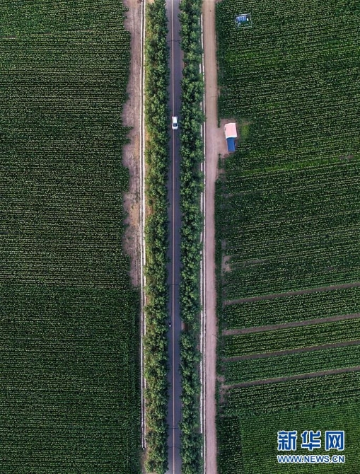 （新華全媒頭條·圖文互動(dòng)）（3）為現(xiàn)代農(nóng)業(yè)探新路——來(lái)自吉林梨樹的田野報(bào)告